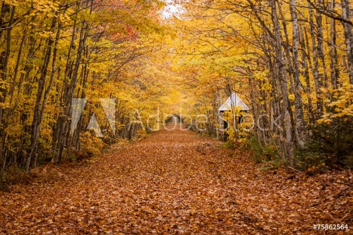 path of leaves - 901145666