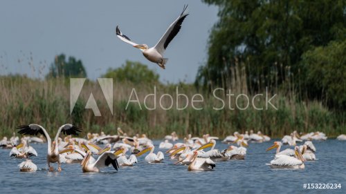 Pelicans on the lake - 901150283