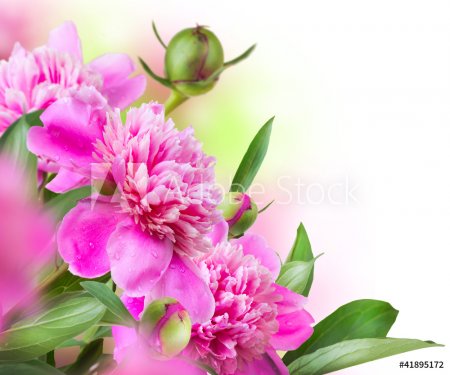 Peony Flowers Bouquet - 900417799
