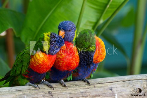 Perroquets multicolores, loris de swanson, Guadeloupe - 900020419