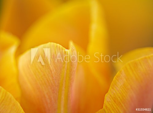 pétales de tulipe - 900441738