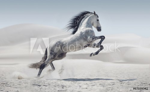 Picture presenting the galloping white horse - 901144365