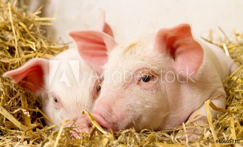 Pigs in a barn II - 900425722