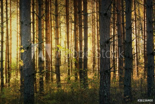 Pine tree forest in autumn