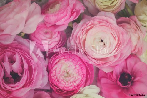 Pink and white ranunculus flowers - 901149053
