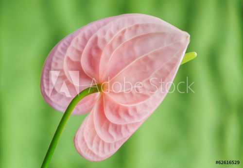 Pink Anthurium. Flamingo flower.