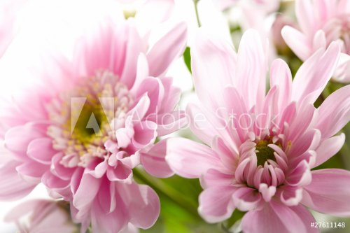 Pink chrysanthemum - 900011790