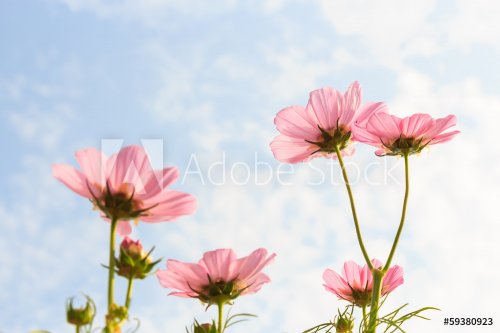 pink cosmos - 901146057