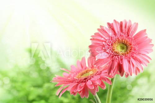 Pink daisy blossom in spring - 901138079