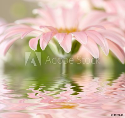 Pink daisy-gerbera with soft focus reflected in the water - 900673740