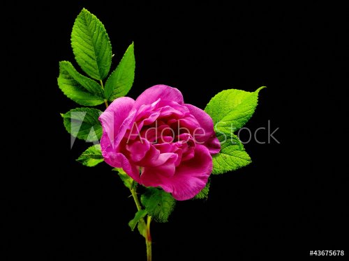 pink dog rose