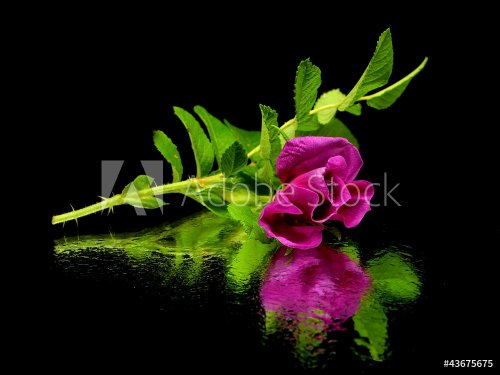 pink dog rose - 901142659