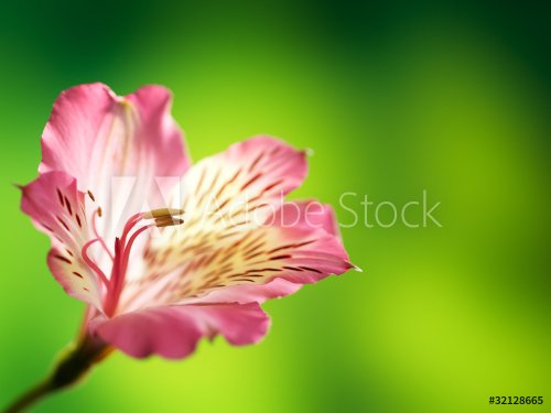 Pink flower on a green