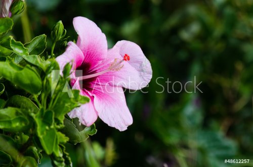 Pink Hibiscus - 901139240