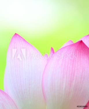 Pink lotus close up - 901143399