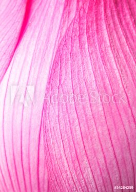 Pink lotus petal - 901143400
