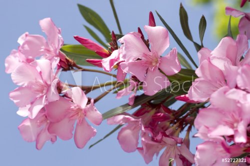 Pink oleander flowers - 901143186
