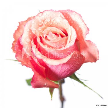 pink rose isolated on white background - 900367923