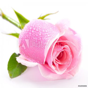 pink rose isolated on white background - 900634835
