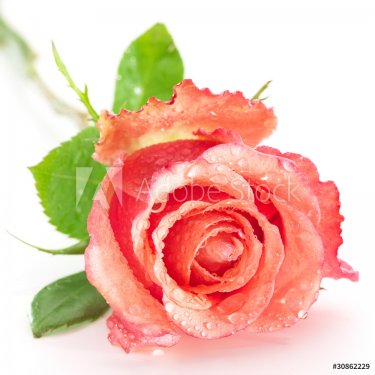 pink rose isolated on white background - 900634961