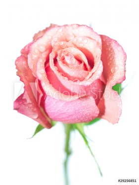 pink rose isolated on white background - 900636305