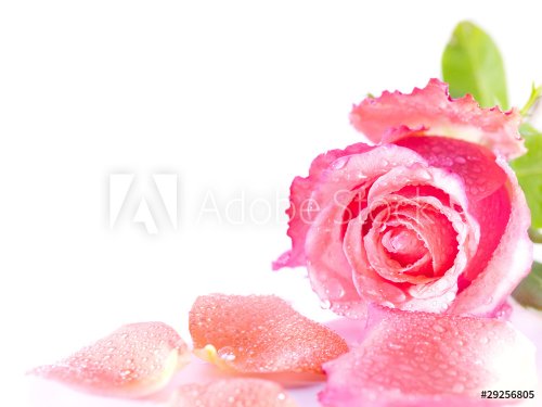 pink rose isolated on white background - 900636306