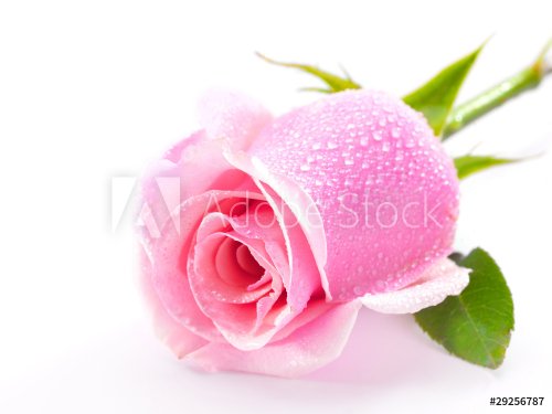 pink rose isolated on white background - 900636307