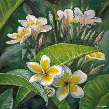 Plumeria flowers.Watercolors. - 901148619