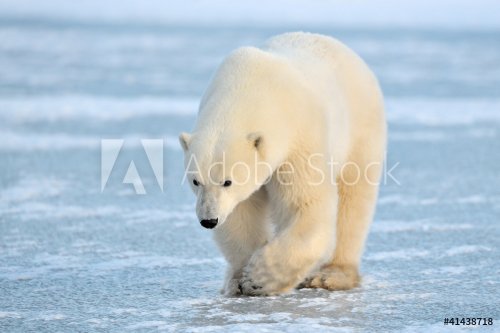Polar Bear walking on blue ice. - 900394793