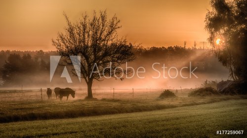 Ponys in the morning light - 901156217