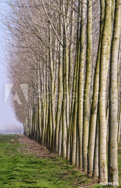 Poplars near Tromello, Lomellina (Italy) - 901141933