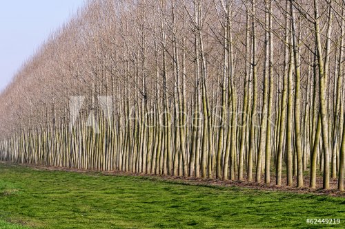 Poplars near Tromello, Lomellina (Italy)