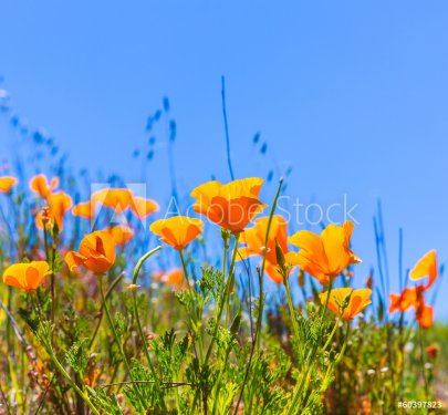 Poppies poppy flowers in orange at California spring fields - 901141352