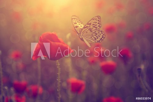 Poppy and butterfly - 901144935