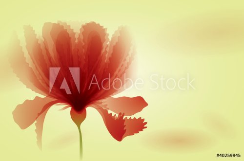 Poppy flowers / Abstract red floral background - 900485036
