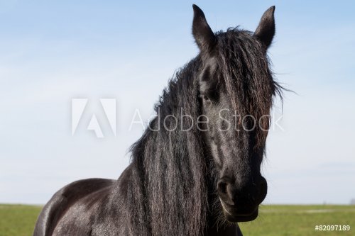 Portrait beauty friesian horse