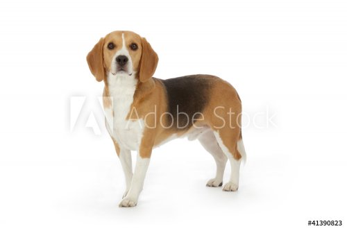 portrait chien Beagle debout
