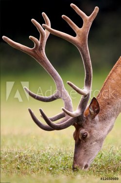 Portrait of a red deer grazing on a meadow