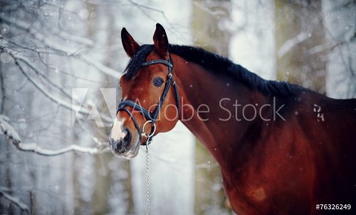 Portrait of a sports horse in the winter. - 901151507
