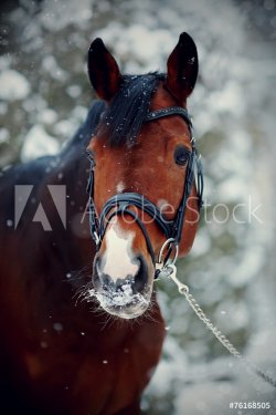 Portrait of a sports horse in the winter. - 901151509