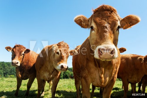 portrait of cows - 900061410