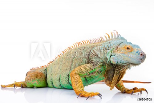 portrait of iguana on isolated white - 900077230