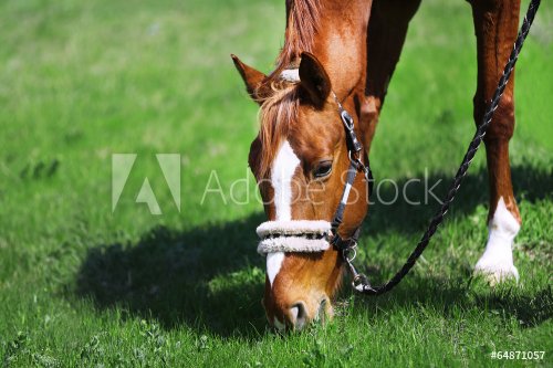 Portrait of purebred horse on nature background - 901144348