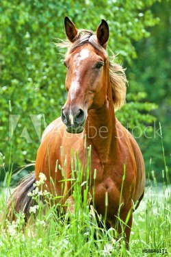 Portrait of running horse in summer - 901151499