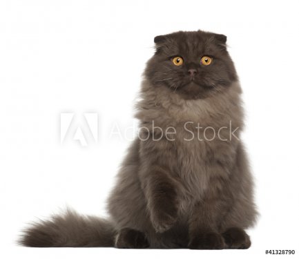 Portrait of Scottish Fold cat, 5 months old - 900429217