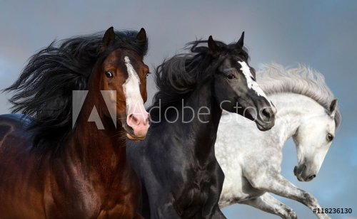 Portrait of three beautiful horses in motion against blue sky - 901151485