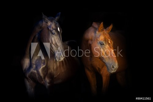 Portrait of two horse isolated on black background