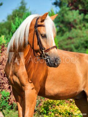 portrait of wonderful palomino welsh pony