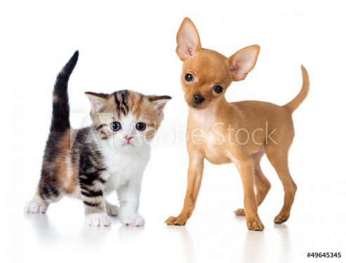 puppy and kitten isolated on white - 901139671