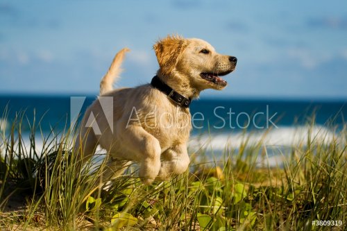 Puppy jumping on the beach